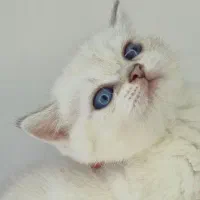 گربه تبی گلد،سیلور، بلو، بلک