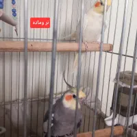 عروس هلندی نر و ماده