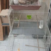 قفس پرنده