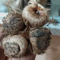 فروش عمده پیاز زعفران