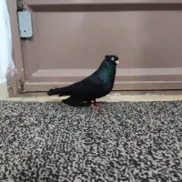 نر زاغ چشم برف نوک برف شرطی