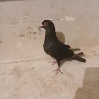 کفتر کلاغ گردن کلفت نر