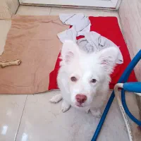 سگ اشپیتز