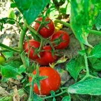 گوجه مخصوص رب و میدانی