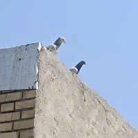 کبوتر ر
