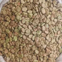 باقله دزفولی دانه درشت  بدون شکستگی