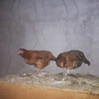 مرغ .و خروس .لاری .محلی . برهما  و کرچ