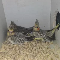 عروس هلندی جوجه