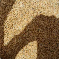 گندم وجو قاطی