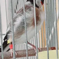 سهره مست