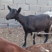 مورسیا مری