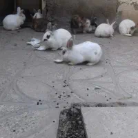 فروش خرگوش
