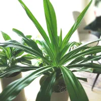 سوسن عنکبوتی(کرینوم) بالغ