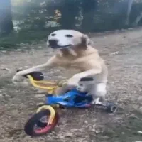 سگ سگ