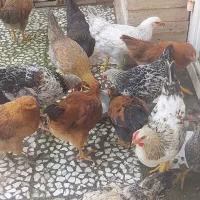 مرغ و خروس نیمچه