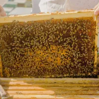 زنبوز عسل