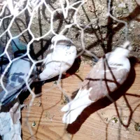 چند عدد کبوتر پرشی ب شرط فروش ب علت نبودن جا