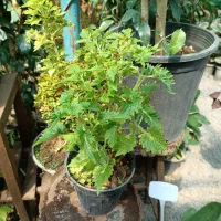 گل و گیاه|گل و گیاه طبیعی|بناب, |دیوار