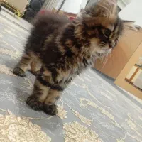 کوچولو بازی گوش