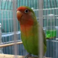 کوتوله برزیلی