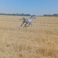 رامشیر