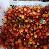 گیلاس شیشه ای 100
