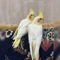 یک عددعروس هلندی سرلاکی .زعفرانی و چشم شرابی آبپخش