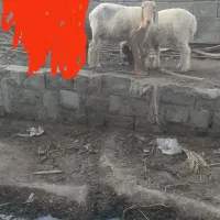 میش و بره ماده