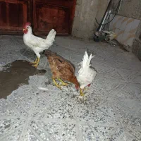 جوجه|حیوانات مزرعه|آبدانان, |دیوار