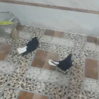 کبوترزاغ دم سفید