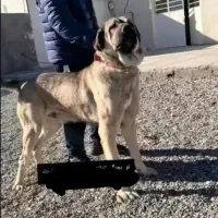 سگ گله