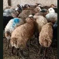 بره نر|حیوانات مزرعه|رامجین, |دیوار