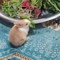 خرگوش خانگی