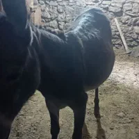 الاغ ماده فروشی