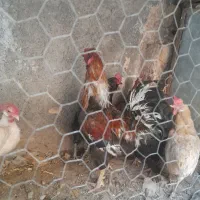 مرغ و خروس