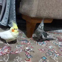 عروس هلندی