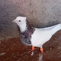 طوقی نر هفت رنگ