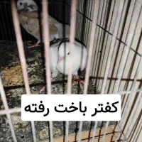 دوتا کفتر