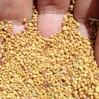 بذر یونجه اقای موسوی