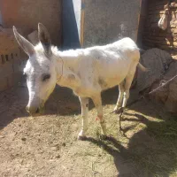 الاغ ماده