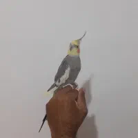 عروس هلندی سخنگو