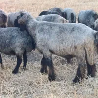 میش داشتی جوان
