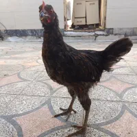 جوجه خروس