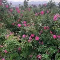 گل محمدی|گل و گیاه طبیعی|گرمخان, |دیوار