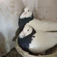 نر و ماده طوقی
