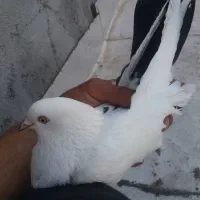 کبوتر