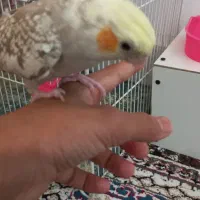 کاشمر بلوار تعاون