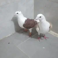 پشتی