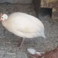 مرغ شاخدار