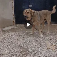 سگ پژدر